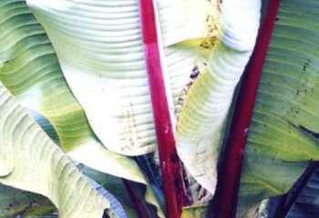 False banana, Ensete ventricosum. © Bekele-Tesemma, A. 2007