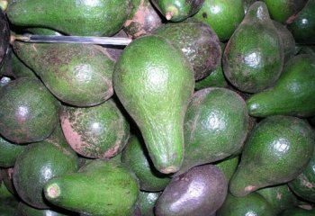 Fuerte Avocado variety ⒸPatrick Maundu 2021