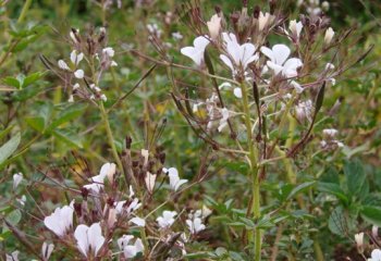 Highland type with light pink-white floral head. Kericho, Kenya. Ⓒ Maundu, 2010