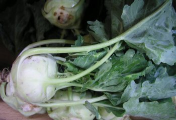 Kohlrabi, Brassica oleracea (Gongylodes Group), at a grocery store in Kenya. Adeka et al., 2007