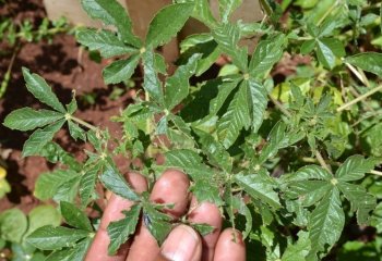 Makueni type attacked by caterpillars Ⓒ Maundu 2014