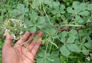 More variation in the East African coastal variety. Ⓒ Maundu 2008