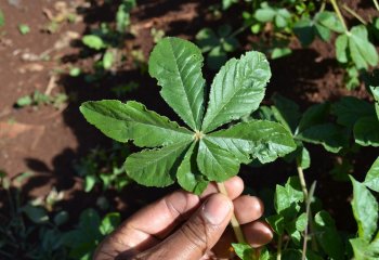 Predominantly seven-leaflet spiderplant(Cleome gynandra)in Makueni, Kenya. Ⓒ Maundu 2014