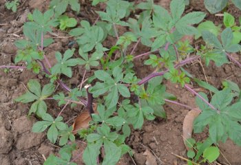 Purple stemmed variety in Makueni, eastern Kenya. Ⓒ Maundu, 2014