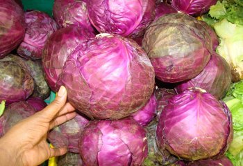 Red cabbage (Brassica oleracea (Capitata Group) in Kenya. Ⓒ Maundu, 2005