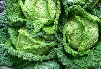 Savoy cabbage, Kenya. © Maundu, 2006