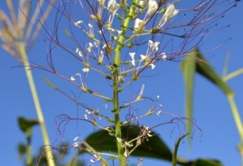 Spiderplant (Cleome gynandra) flower, Kitui, Kenya. Ⓒ Maundu 2010