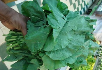 Sukuma wiki (kale) in a market in Kenya. © Maundu, 2007