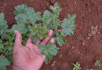 Type of spiderplant with rounded leaflet tip, Homabay, Western Kenya. Ⓒ Maundu, 2014.