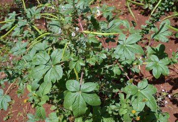 Uasin Gishu type of spiderplant (Cleome gynandra)with conspicuous veins Ⓒ P Maundu 2008