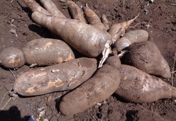 Cassava (Manihot esculenta) in Kitui, Kenya. Ⓒ Maundu, 2019