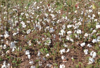 Cotton in Gouon-Yipal village in Burkina Faso. Ⓒ Maundu, 2015