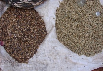 Fresh and roasted Coffea berries in Kamashi, Ethiopia Ⓒ Maundu, 2014
