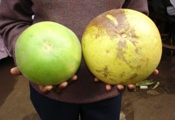 Grape fruit, Nairobi Market. ©Maundu et al. 2005