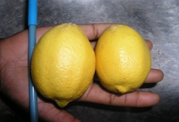 Lemon from South Africa in Nairobi market. © Maundu 2005