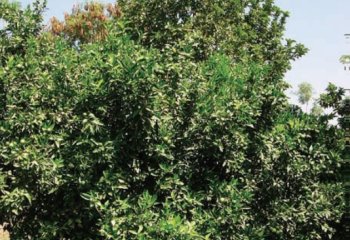 Orange (Citrus x sinensis) tree. © A Bekele-Tesemma.