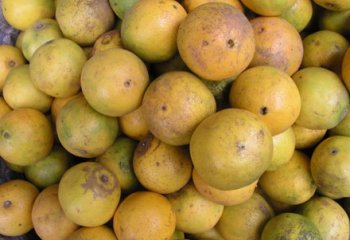Oranges from Makueni in Narobi market. © Maundu, 2005