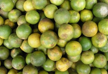 Oranges from Tanzania in Nairobi market. Maundu, 2005