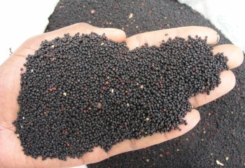 Finger millet , Nairobi market Ⓒ Foods of Nairobi people, 2001
