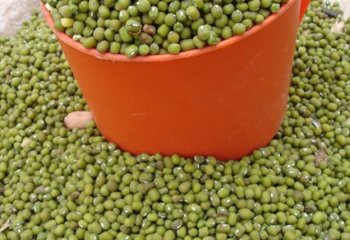 Green grams in the market, Soroti, Uganda. © Maundu, 2005