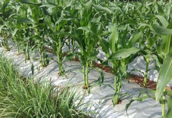Moisture conservation through use of plastic film mulching. Benin. ©Maundu, 2016
