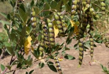 Pigeon pea fruiting branch.  © Muia J 2022