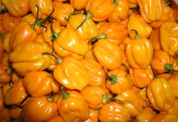 Capsicum annum (Sweet pepper) in Nairobi market. ©Adeka et al, 2006