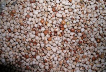 Dry pigeon peas from Meru in Kenya. The seeds have more reddish-brown coloration than in other areas of Kenya Ⓒ Maundu, 2005