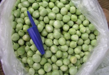 Fresh Garden peas- Kigondoro type in Nairobi market, Kenya Ⓒ Adeka et al., Foods of Nairobi people, 2005
