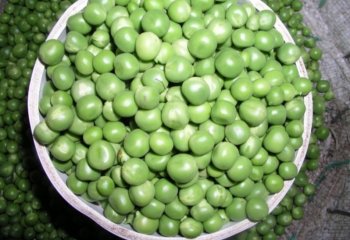 Fresh Garden peas-gravitontype in Nairobi market, Kenya Ⓒ Maundu, 2005