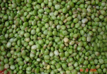 Fresh seeds, already removed from pods. © Maundu, 2006