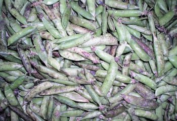 Garden peas- Kikuyu type in Nairobi market, Kenya Ⓒ Adeka et al., Foods of Nairobi people, 2005