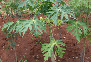 Male flower parts are borne on a separate tree - the ‘male tree’.© Maundu, 2021