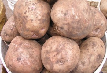 Meru (Mugaruro) type in a Nairobi open market. © Adeka et al., 2006