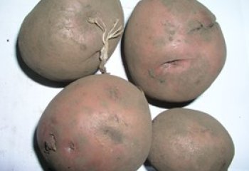 Mukori type in a Nairobi open market. © Adeka et al., 2006