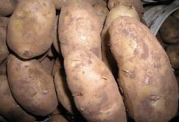 Nyayo type in a Nairobi open market. © Maundu, 2006