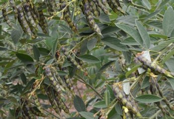 Pigeon pea plant in fruit, Kitui, Kenya. In this form, the pods have striations. © Maundu, 2021