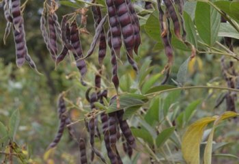 Pigeon pea plant in fruit, Kitui, Kenya. Pods are quite variable across the different forms. © Maundu, 2021