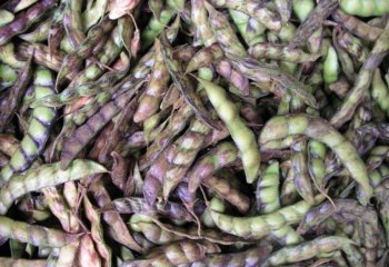 Pigeon pea pods in Nairobi market, Kenya. Ⓒ Adeka et al. 2006. Foods of the Nairobi people