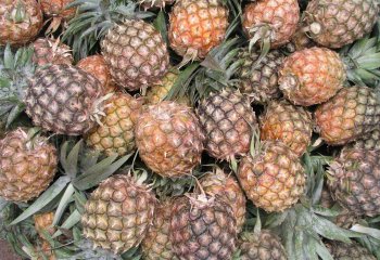 Pineapples in Nairobi market, Kenya Ⓒ Adeka et al., 2005. Foods of Nairobi people