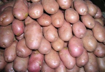 Potato (Solanum tuberosum). ©Maundu 2005