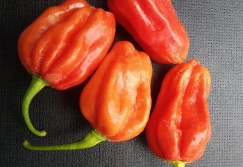 Red sweet pepper. © Maundu P, 2006