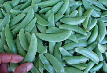 Snap peas (Sugar snaps). Nairobi market, Kenya. © Maundu, 2006