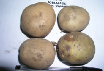 Tana - Kimande type in a Nairobi open market. © Adeka et al., 2006
