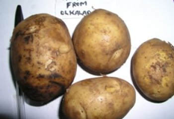 Tana - Olkalou type in a Nairobi open market. © Adeka et al., 2006