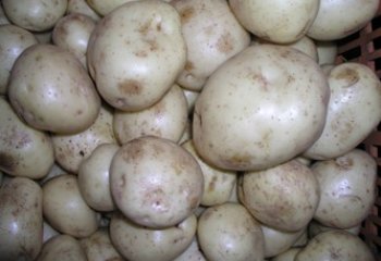 White potato. This type is quite starchy, and good for mashed potatoes. © Maundu, 2005