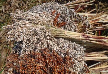 Harvested sorghum tied in bundles, Kobi, NE Ethiopia. Ⓒ Maundu 2015