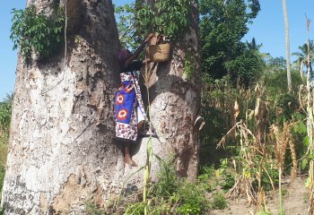 baobab picking