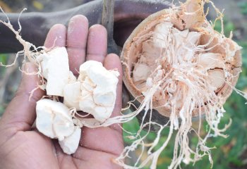 baobab pulp