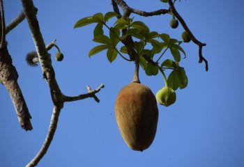 baobab fruit